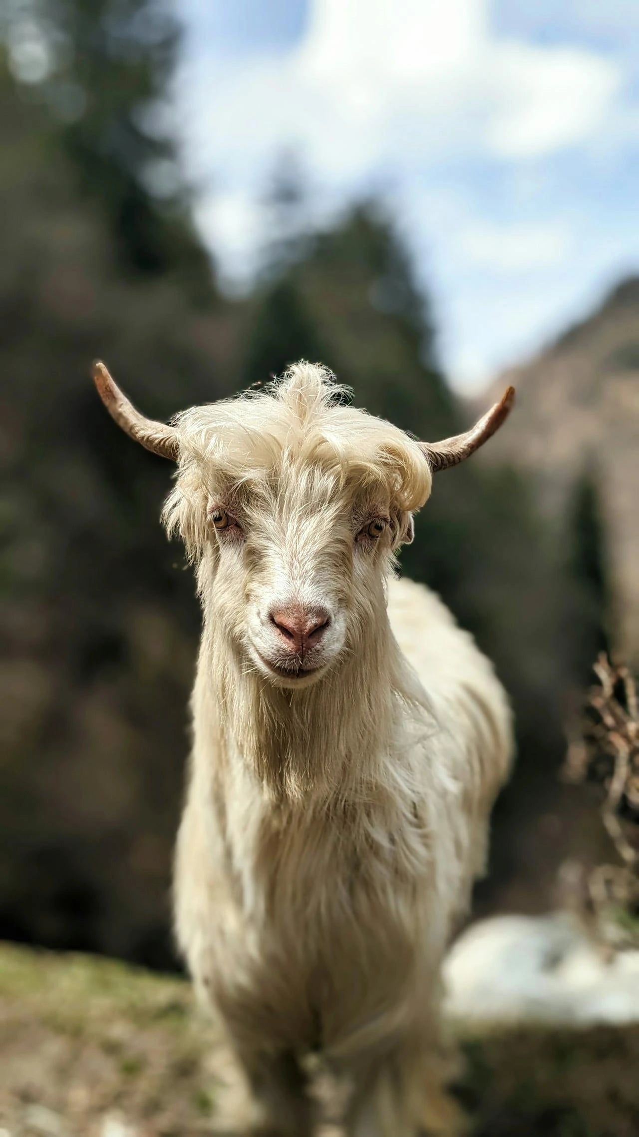 Himalayas to your wardrobe