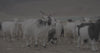 changthang goats